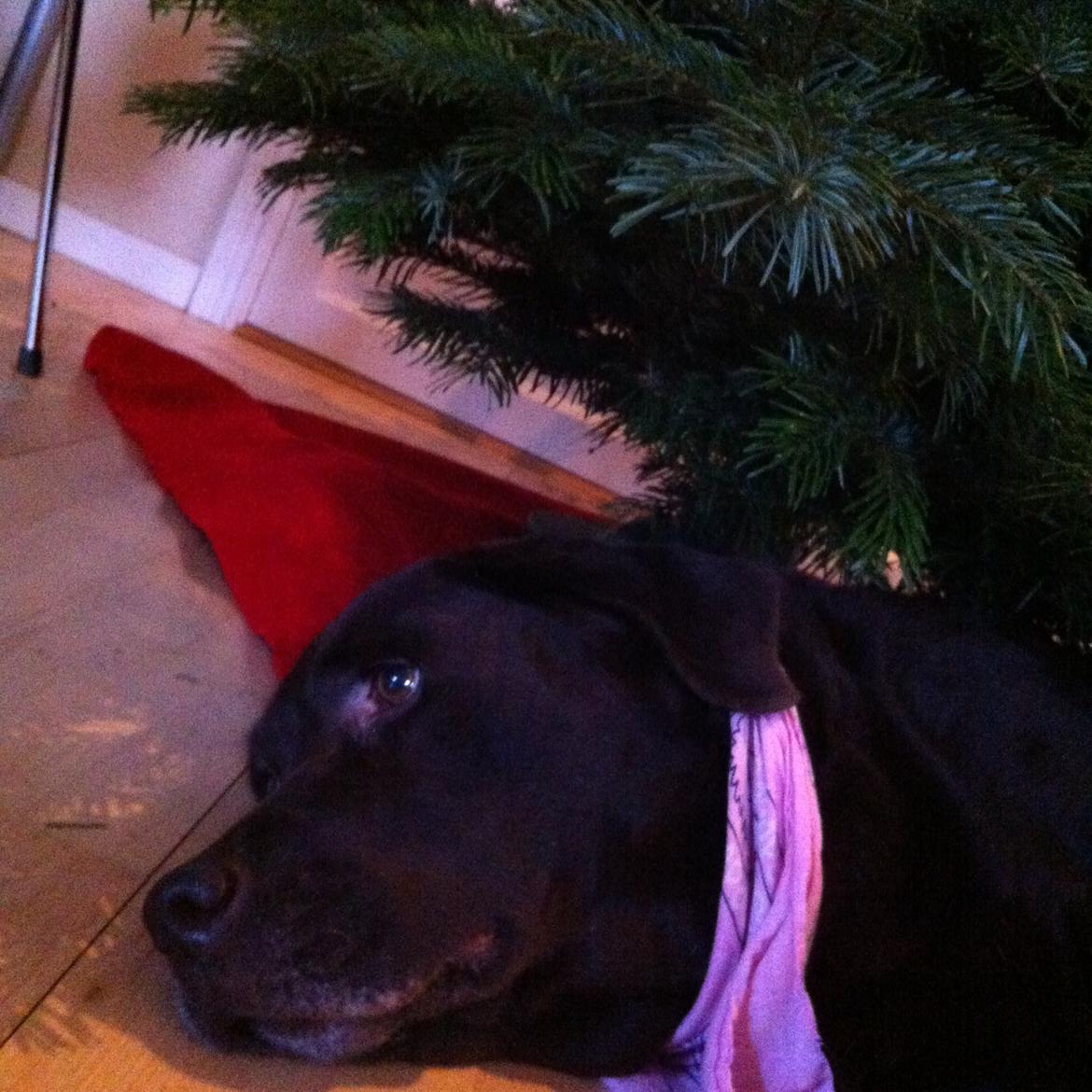 Labrador retriever Molly La Moulin <3 billede 4