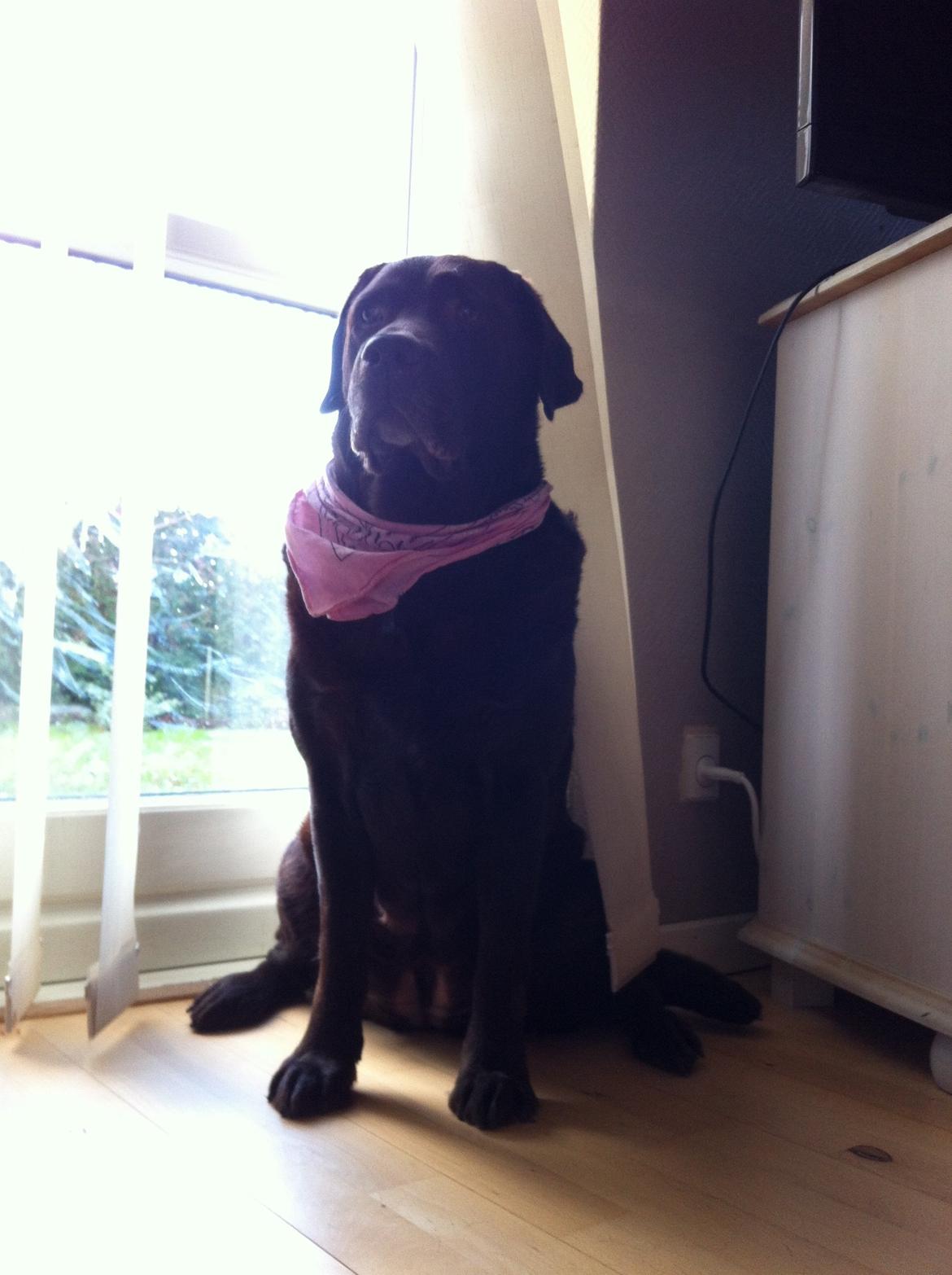 Labrador retriever Molly La Moulin <3 billede 6