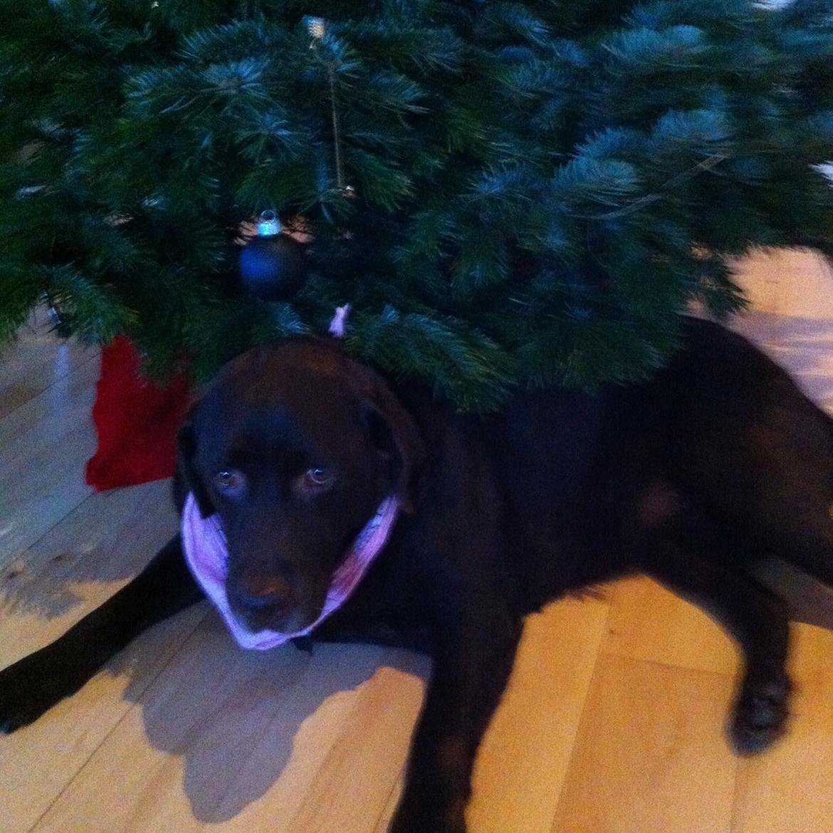 Labrador retriever Molly La Moulin <3 billede 8