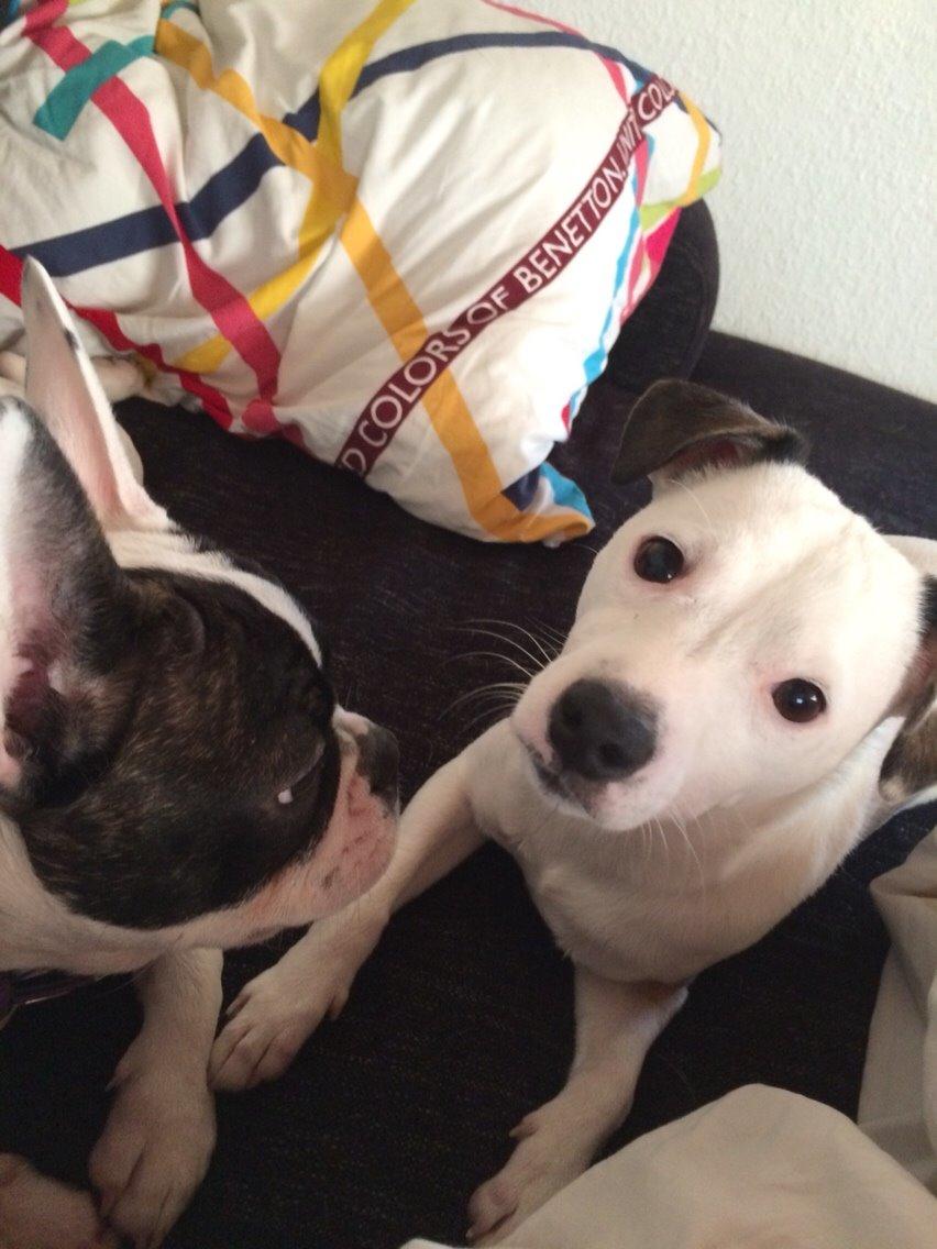 Jack russell terrier Solo billede 13