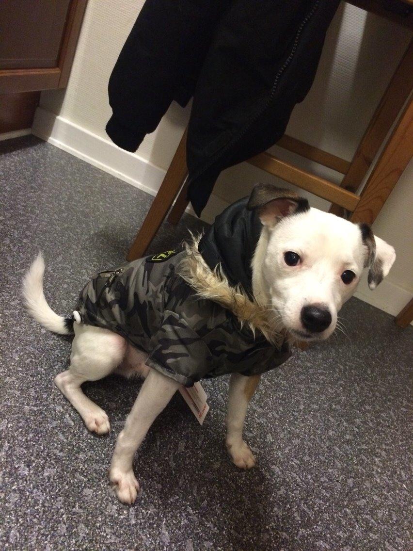 Jack russell terrier Solo billede 12