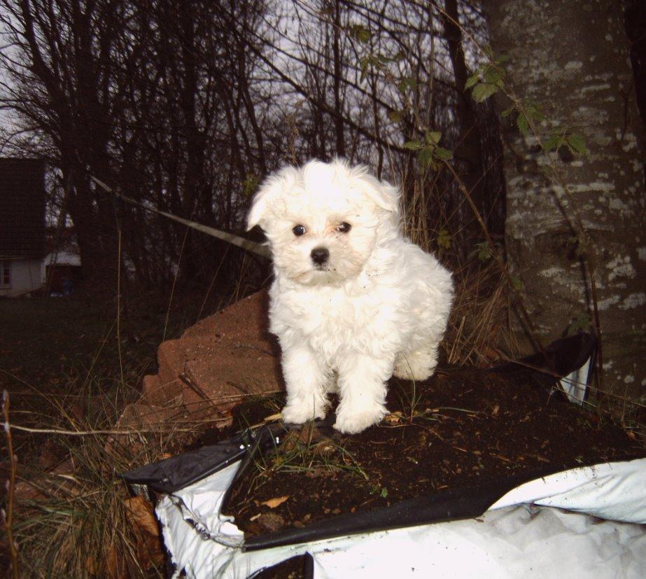 Malteser Felix billede 10