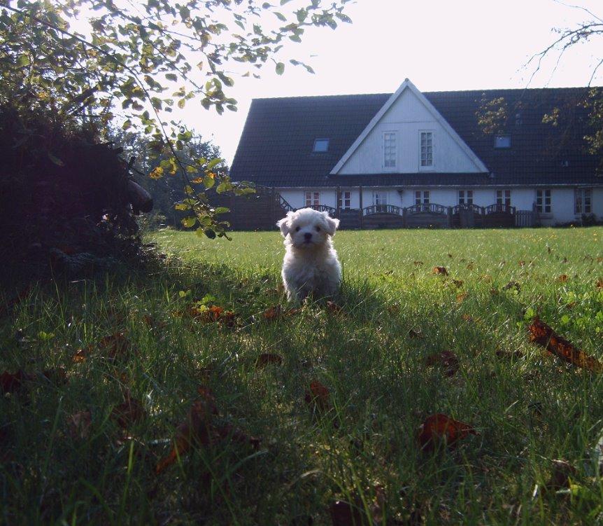 Malteser Felix billede 2