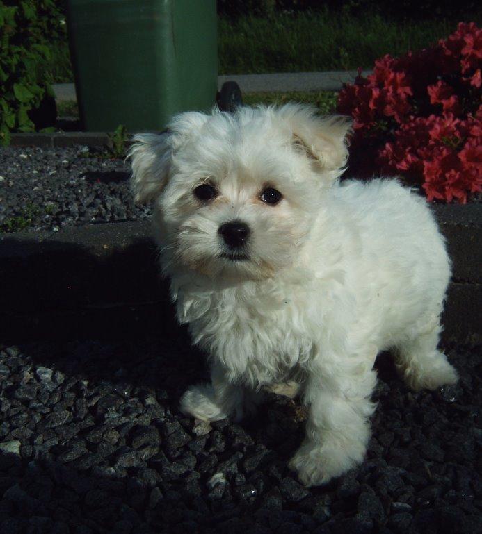 Malteser Felix billede 5