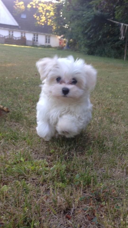 Malteser Felix billede 6