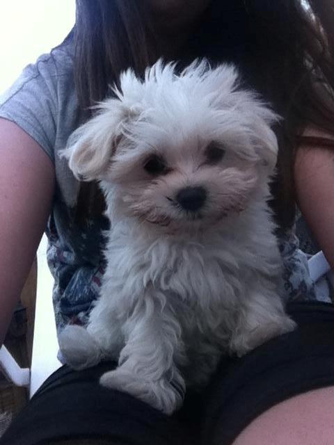 Malteser Felix billede 7