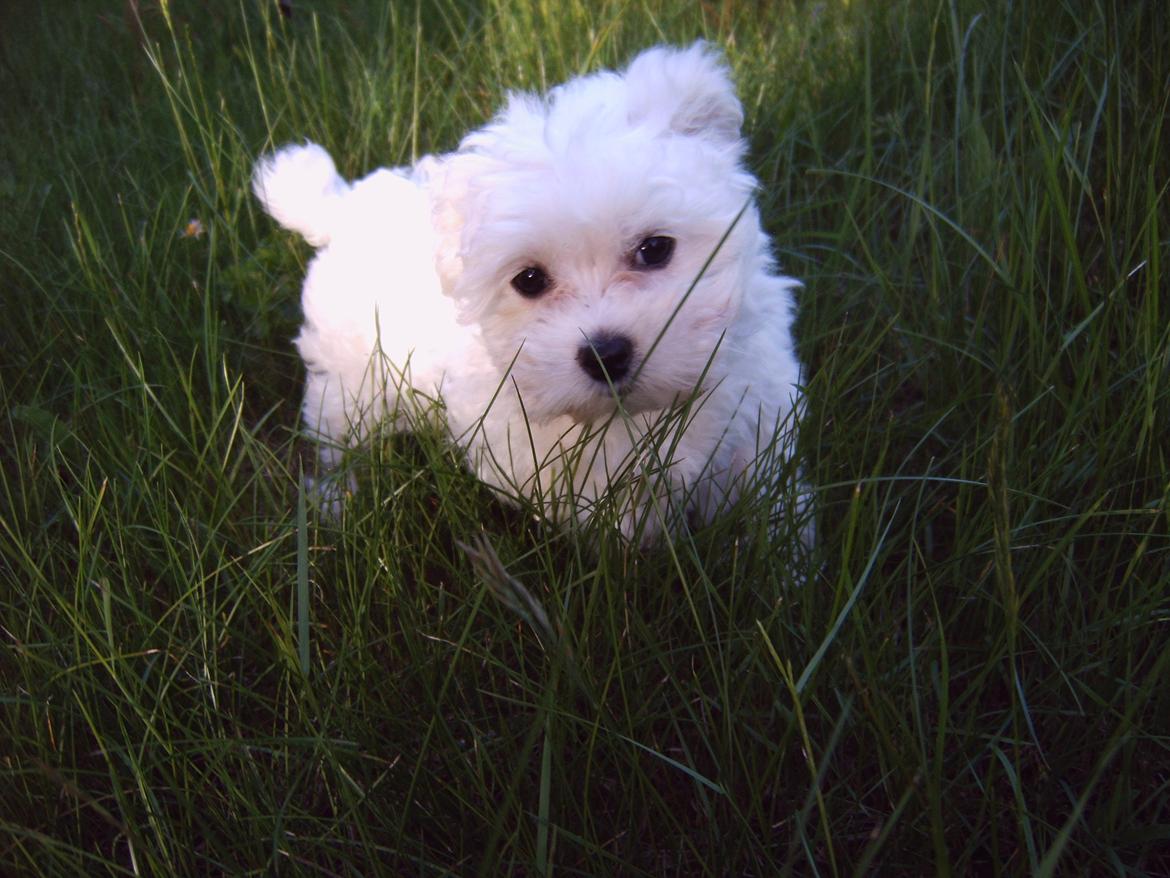 Malteser Felix billede 3