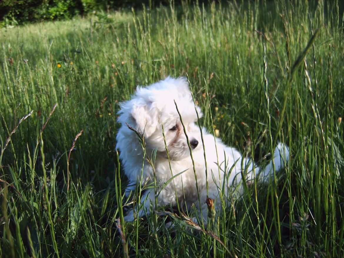 Malteser Felix billede 4