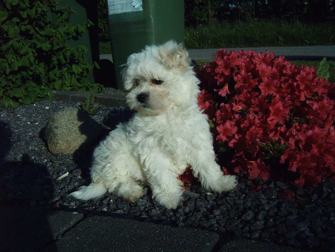 Malteser Felix billede 9