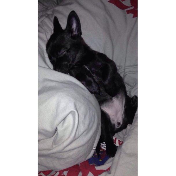 Blanding af racer Pomeranian, Chihuahua Shellie billede 8