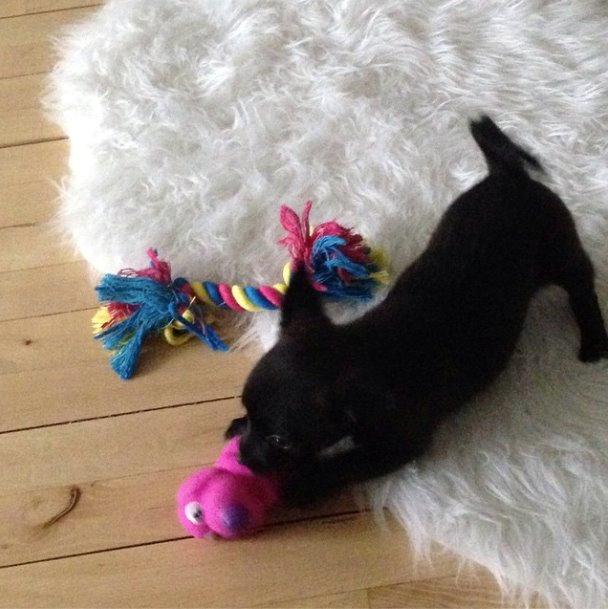 Blanding af racer Pomeranian, Chihuahua Shellie billede 9