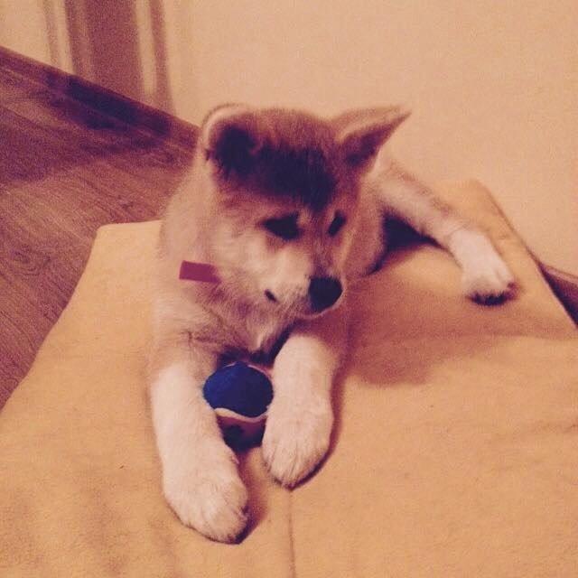 Akita inu Sky billede 1