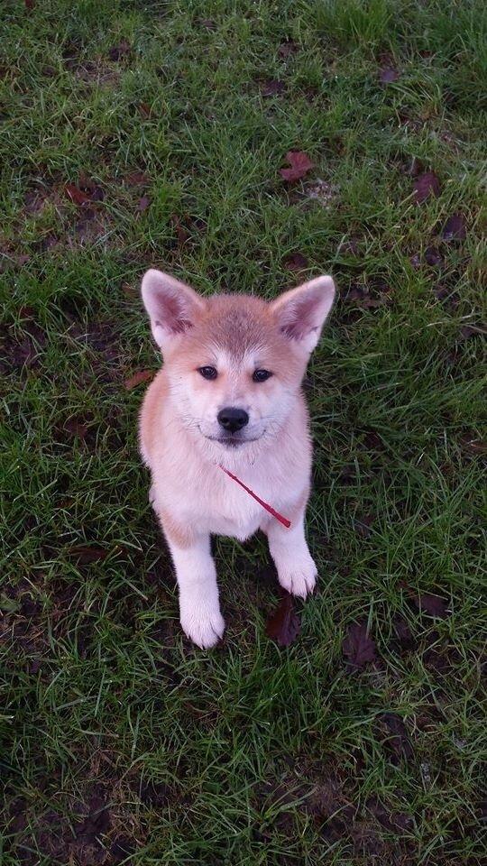 Akita inu Sky billede 3