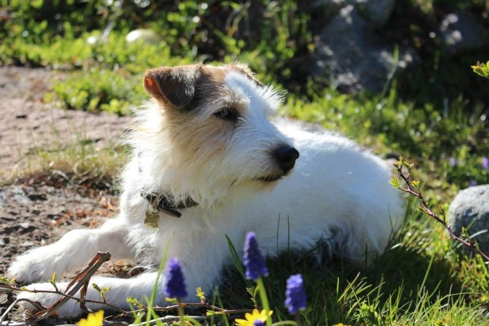 Parson russell terrier Zanira Pepsi billede 1
