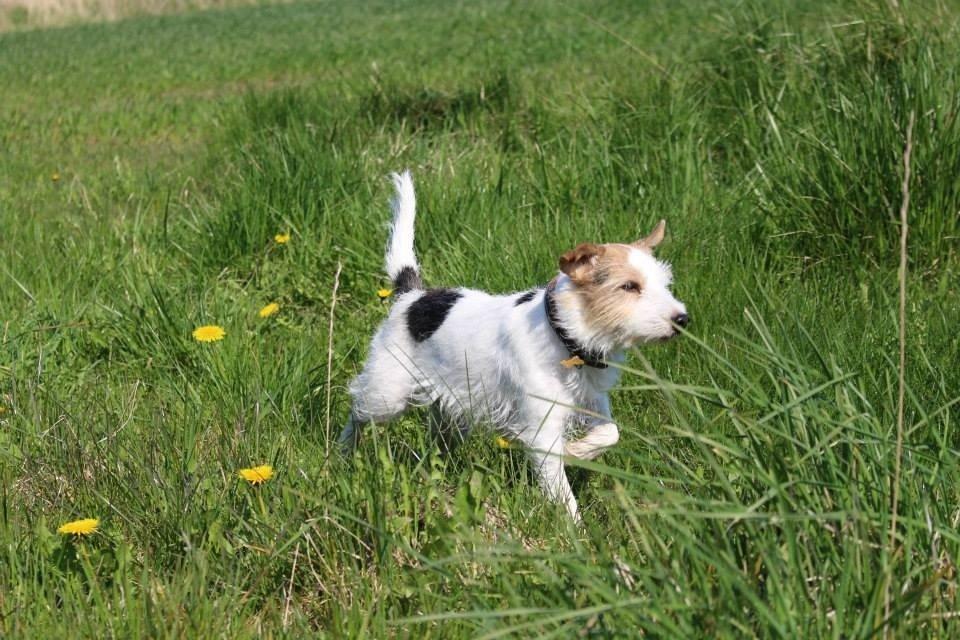 Parson russell terrier Zanira Pepsi billede 2
