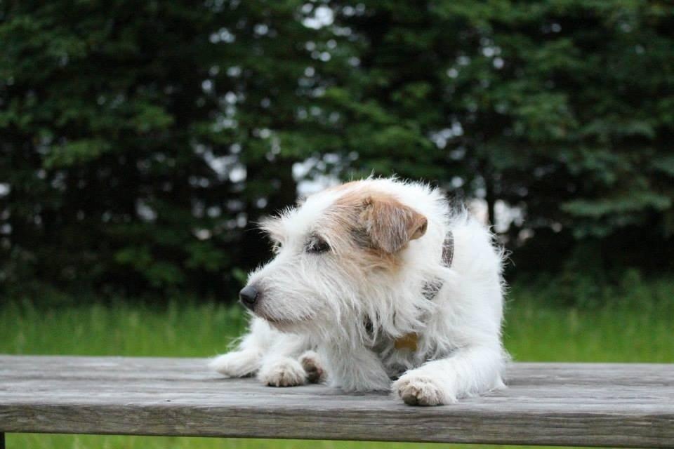 Parson russell terrier Zanira Pepsi billede 4