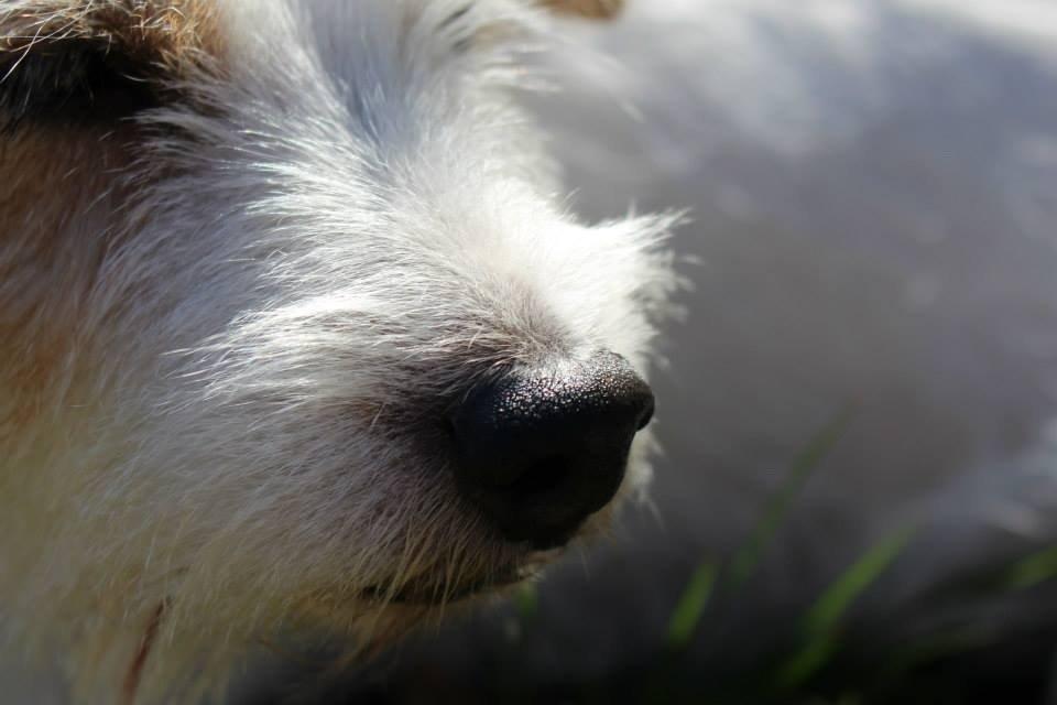 Parson russell terrier Zanira Pepsi billede 18