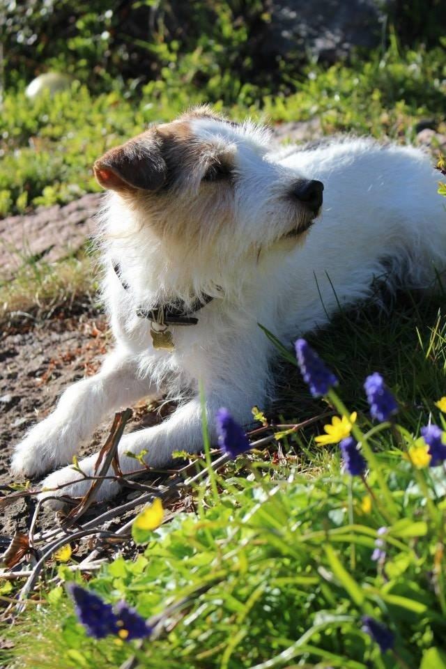 Parson russell terrier Zanira Pepsi billede 23