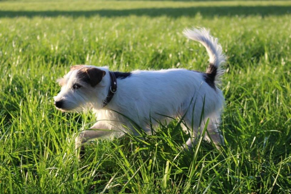 Parson russell terrier Zanira Pepsi billede 16