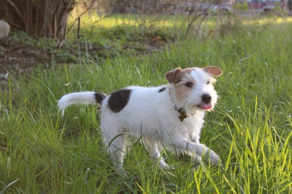 Parson russell terrier Zanira Pepsi billede 5