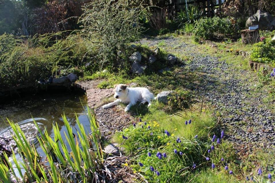 Parson russell terrier Zanira Pepsi billede 9
