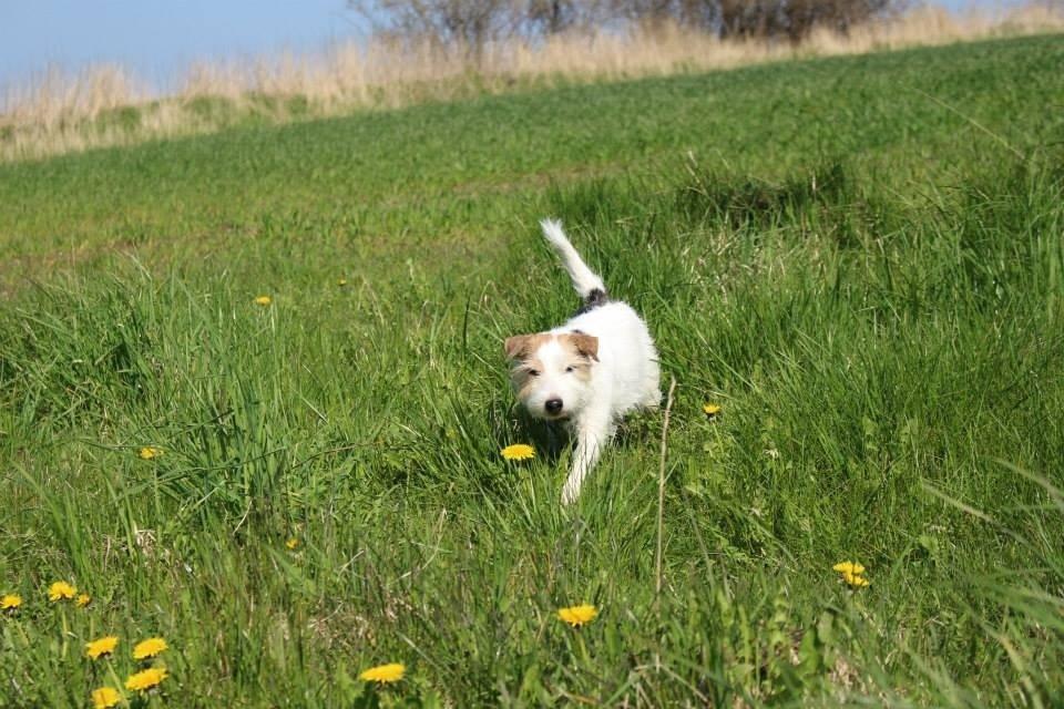 Parson russell terrier Zanira Pepsi billede 22