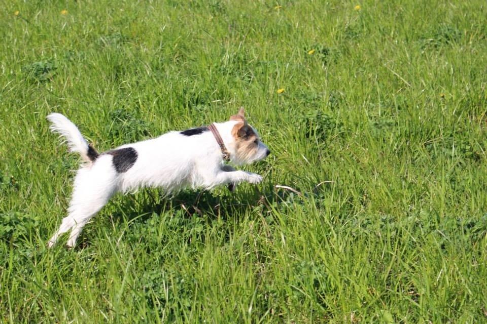 Parson russell terrier Zanira Pepsi billede 24