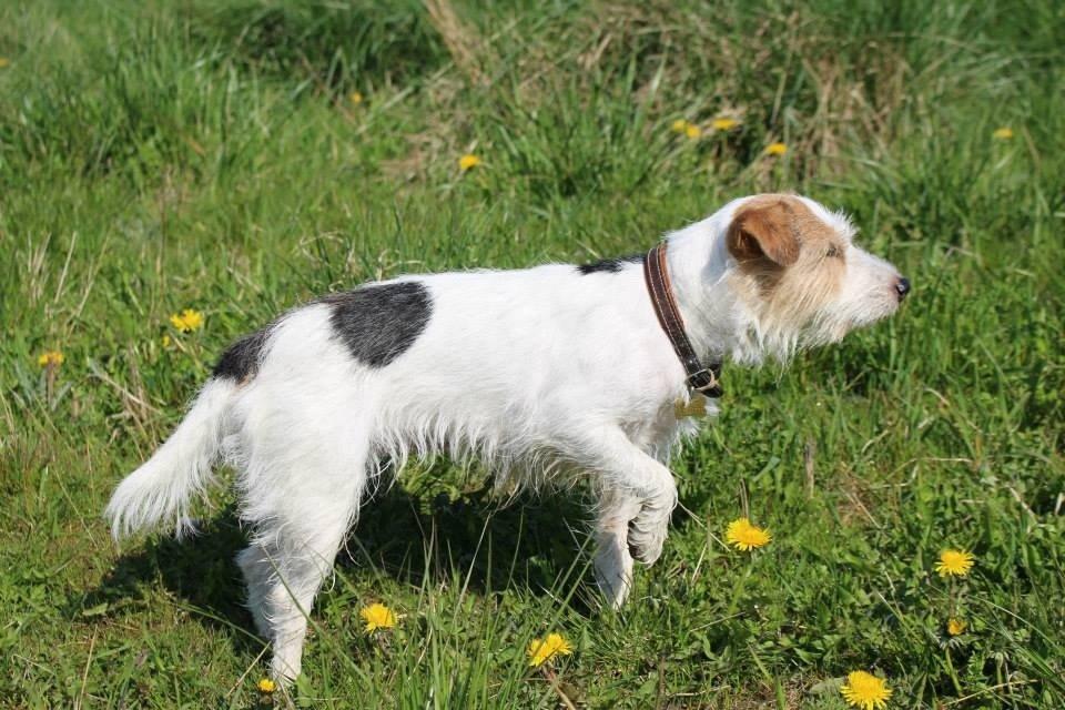 Parson russell terrier Zanira Pepsi billede 11