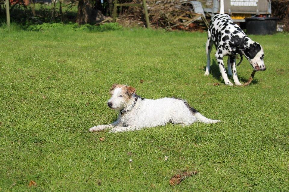 Parson russell terrier Zanira Pepsi billede 7