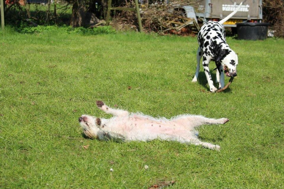 Parson russell terrier Zanira Pepsi billede 28