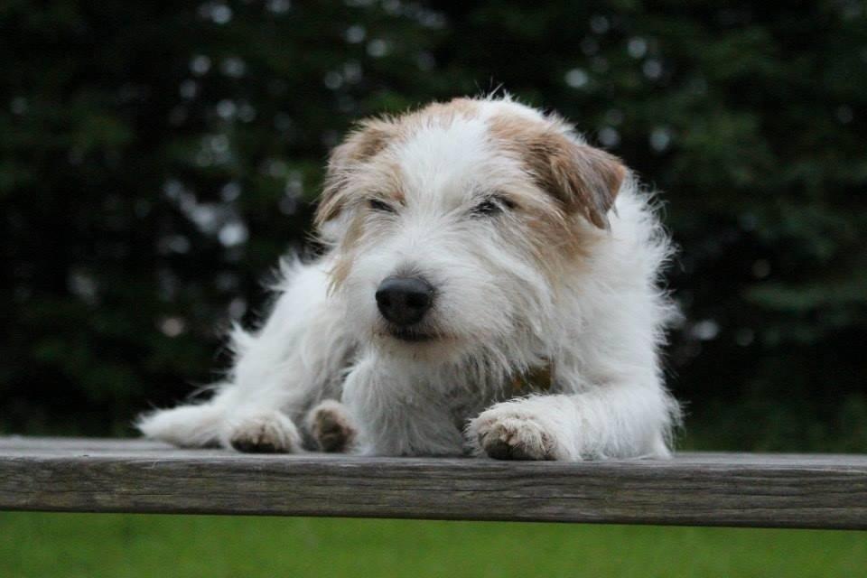 Parson russell terrier Zanira Pepsi billede 29