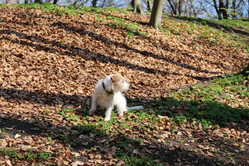 Parson russell terrier Zanira Pepsi billede 20