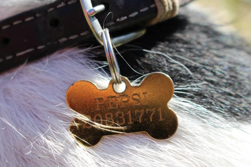 Parson russell terrier Zanira Pepsi billede 3