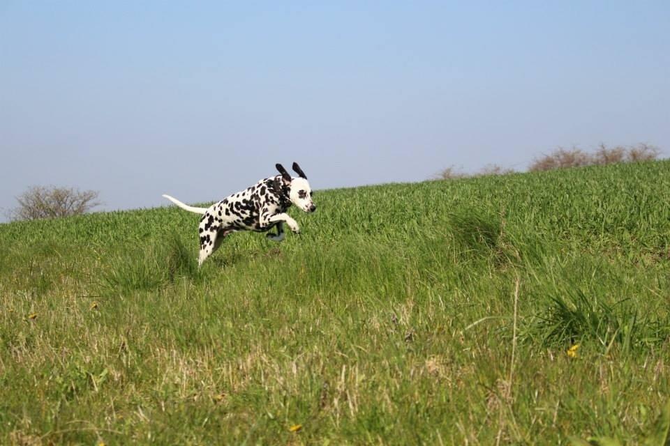 Dalmatiner Coco billede 15