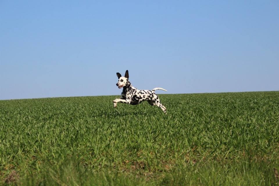 Dalmatiner Coco - Weeee billede 2