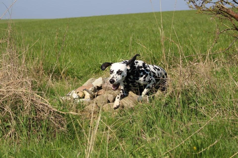 Dalmatiner Coco billede 9