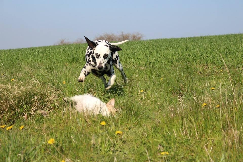 Dalmatiner Coco billede 13