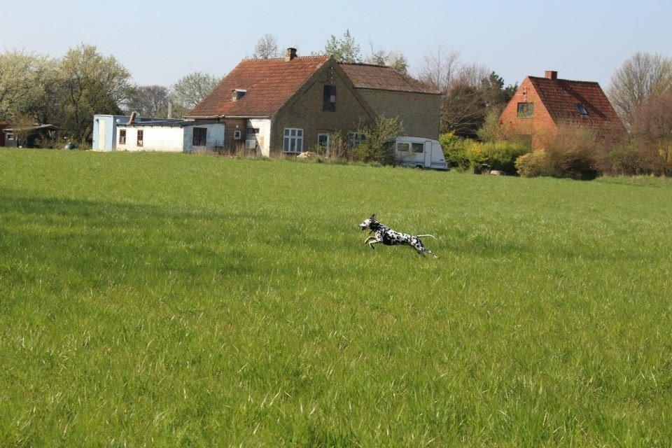 Dalmatiner Coco billede 10