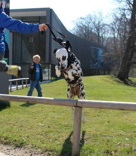 Dalmatiner Coco billede 5