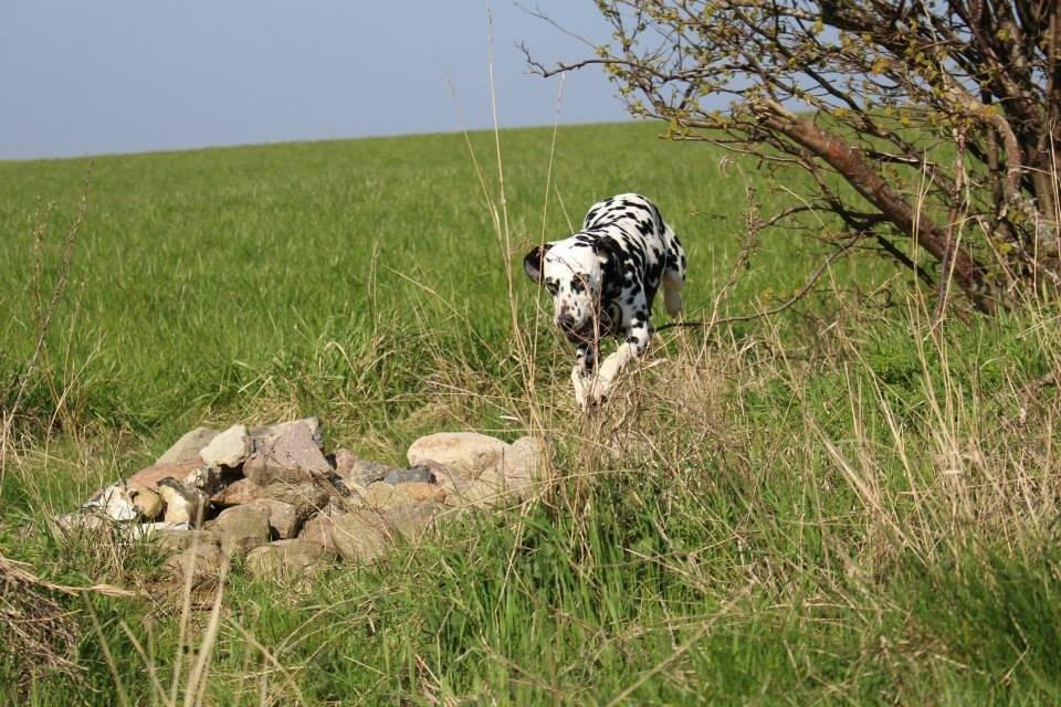 Dalmatiner Coco billede 14