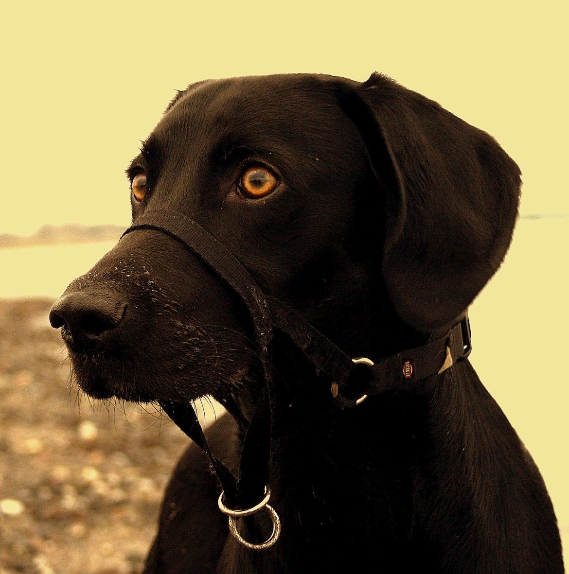 Weimaraner Chino billede 1