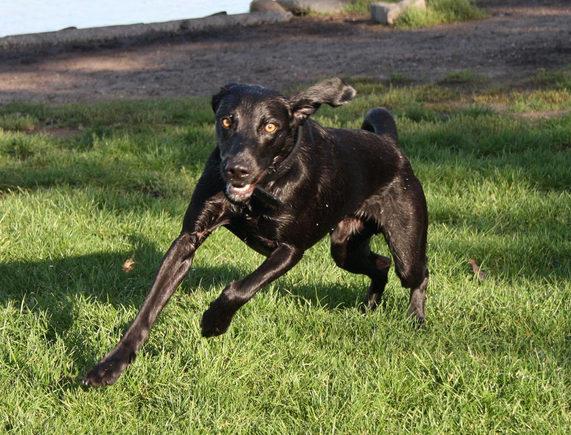 Weimaraner Chino billede 3