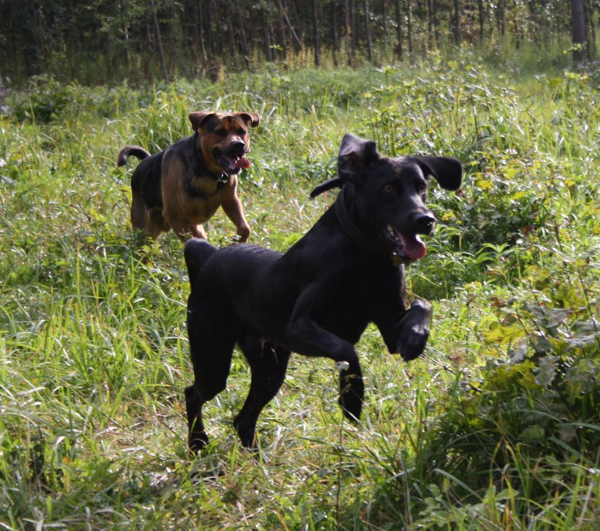 Weimaraner Chino billede 4