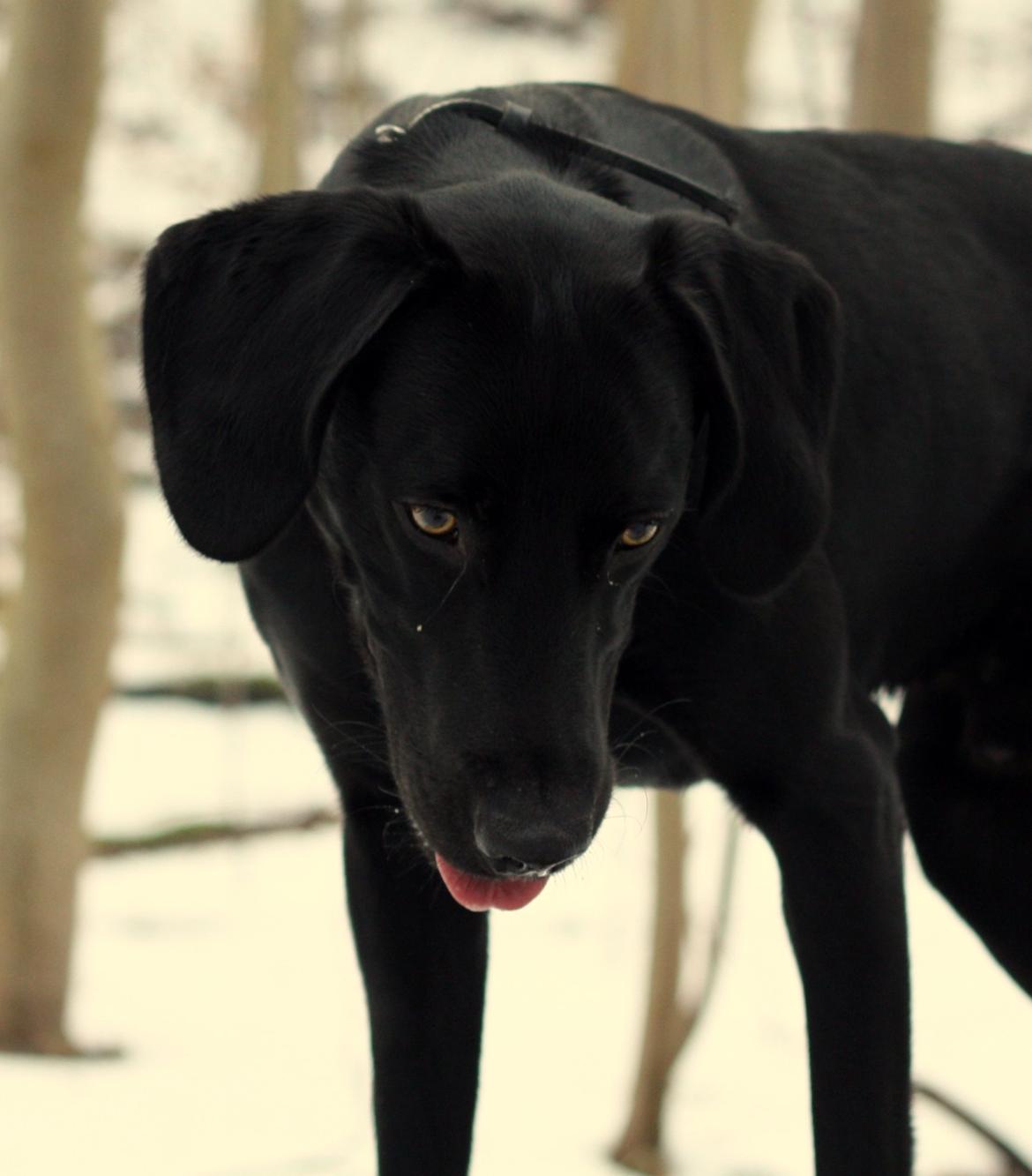 Weimaraner Chino billede 15