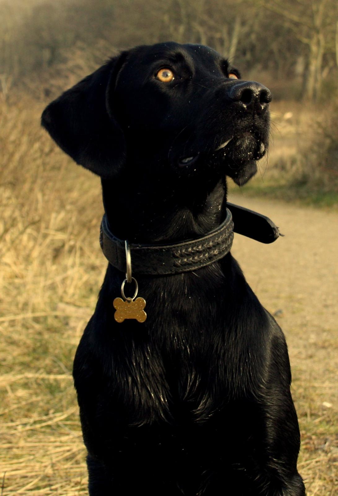 Weimaraner Chino billede 6