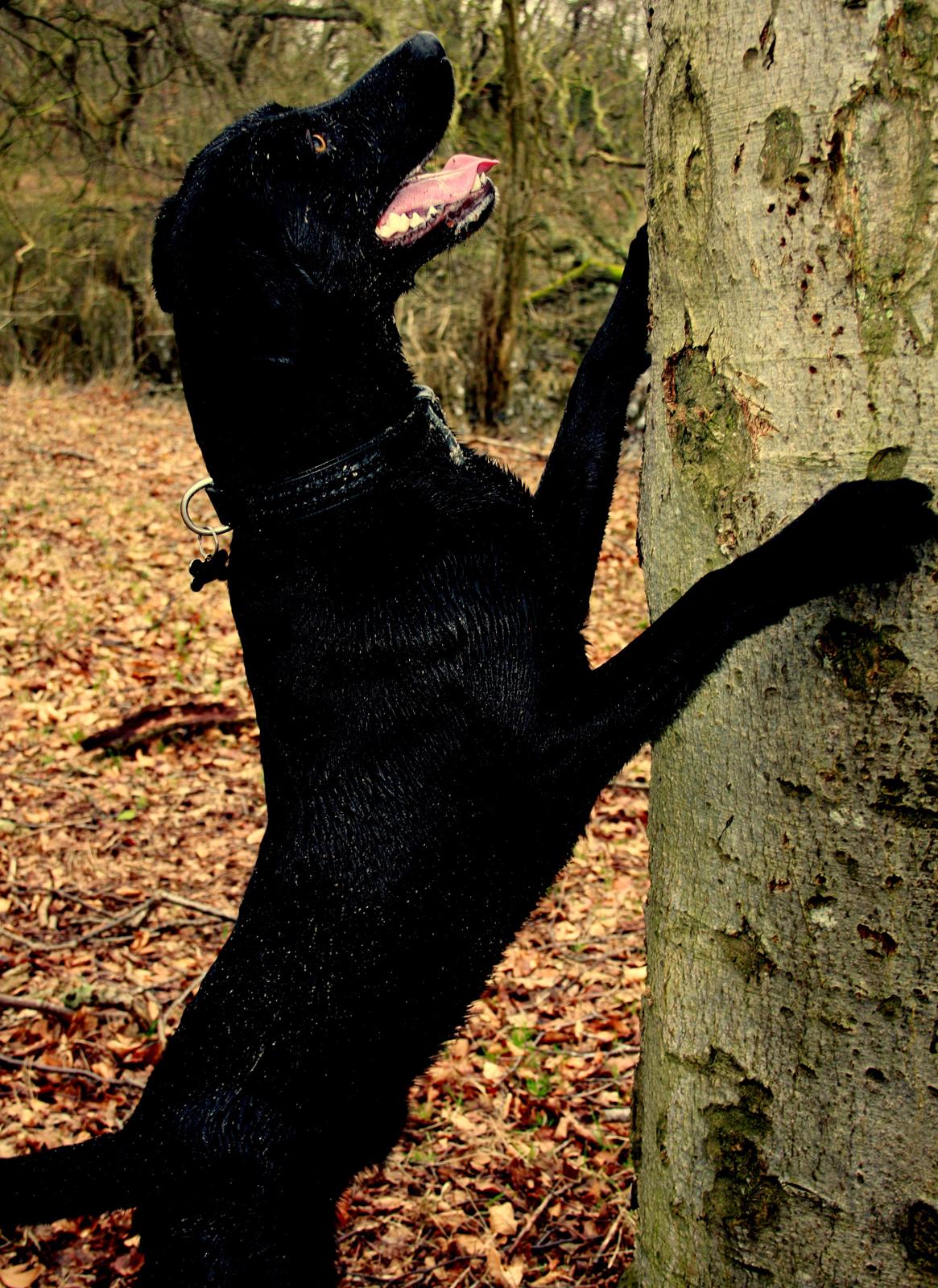 Weimaraner Chino billede 10