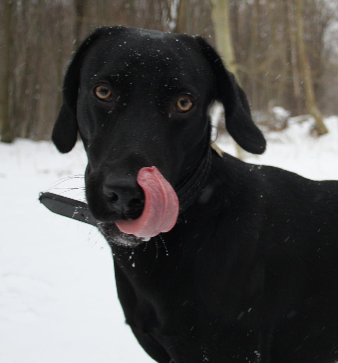 Weimaraner Chino billede 16