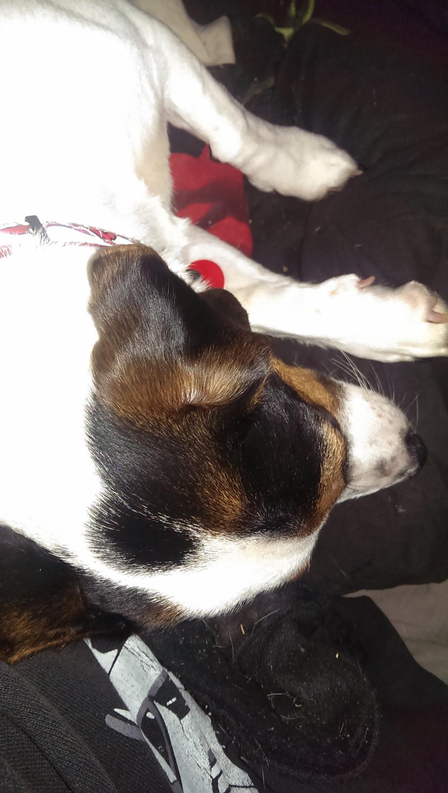 Blanding af racer Pepsi billede 1