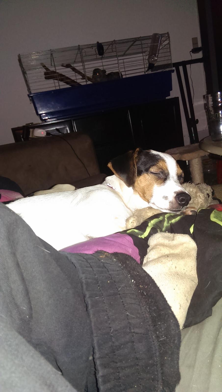 Blanding af racer Pepsi billede 2