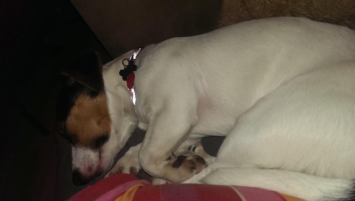 Blanding af racer Pepsi billede 3